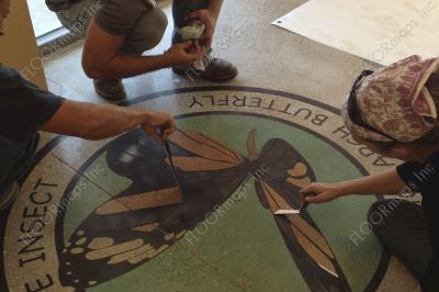 In progress Illinois state insect monarch butterfly on polished concrete using 3.4 mil vinyl stencil and dye.