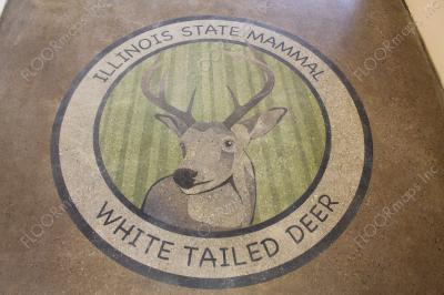 Illinois state mammal white tailed deer on polished concrete using 3.4 mil vinyl stencil and dye.